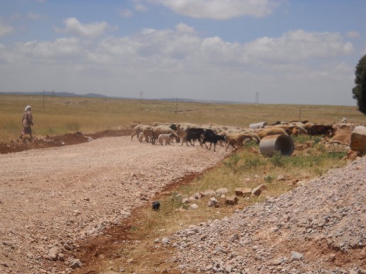 A Berber woman with her goats and sheep near Imouzzer Du Kandar,